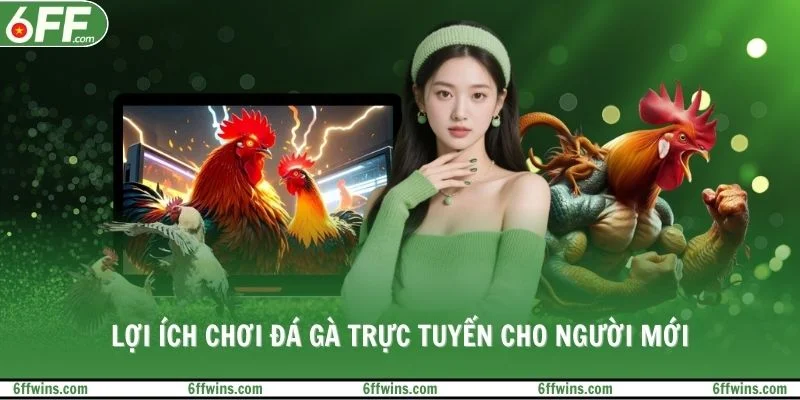 Lợi ích chơi đá gà trực tuyến cho người mới